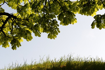 Frühlingsgrün. Gras un Blätter der Rosskastanie, Hintergrund