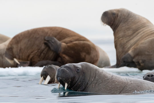 Atlantic walruses (Odobenus rosmarus), Vibebukta, Austfonna, Nordaustlandet, Svalbard Islands, Arctic