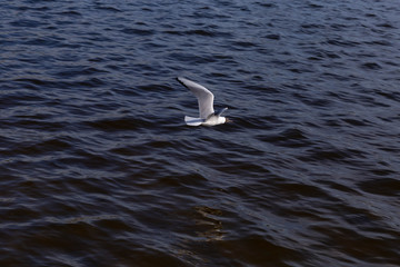Seagull flying over water
