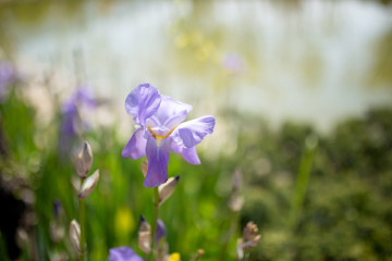 Obraz na płótnie Canvas Close up of purple iris flowers