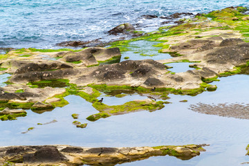 Fantastic close-up shots of green sea moss on rocks with sea waves.