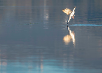 Seagull is diving to lagoon for food.