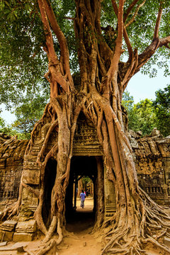 Gopura tower entrance door with lithophyte strangler fig roots, 12th century Ta Som temple, Ta Som, Angkor, Siem Reap, Cambodia