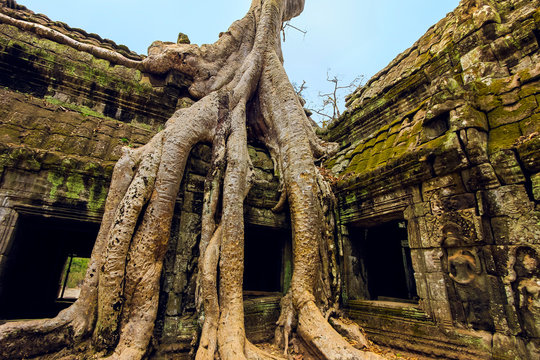 Tree roots on a gallery in 12th century Khmer temple Ta Prohm, a Tomb Raider film location, Angkor, Siem Reap, Cambodia