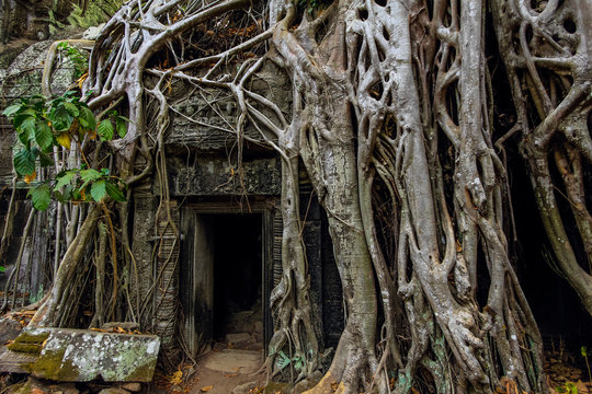 Roots of lithophyte strangler fig at 12th century temple complex Ta Prohm, a Tomb Raider film location, Angkor, Siem Reap, Cambodia