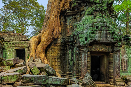 Tree root on gopura entrance at 12th century temple Ta Prohm, a Tomb Raider film location, Angkor, Siem Reap, Cambodia
