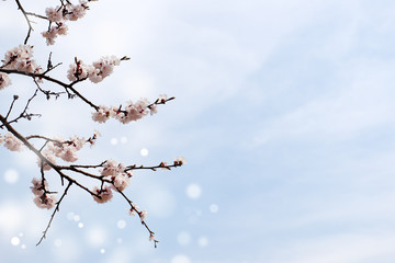 Delicate flowering branch against the sky. Flowers of apricot tree in spring. Blue sky and flowers. Flowering trees in spring.
