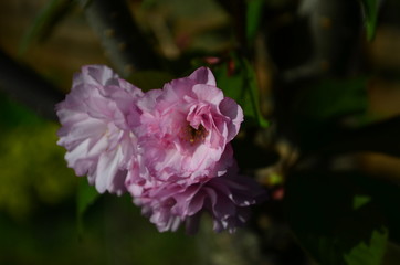 Fluffy pink cherry blossom flowers on branches on the tree