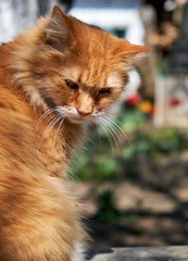 Naklejka na ściany i meble adult red fluffy cat sits sideways on the street