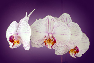 Orchid in close up on violet background