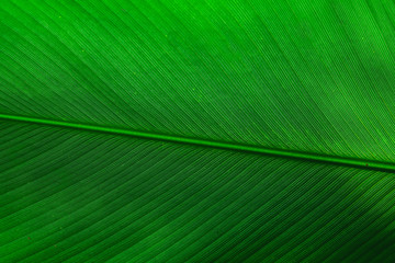 green tropical leaf texture