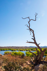 A dead tree in the desert above a lake in Arizona under blue skies