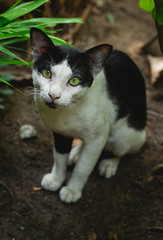 yard dirty cat