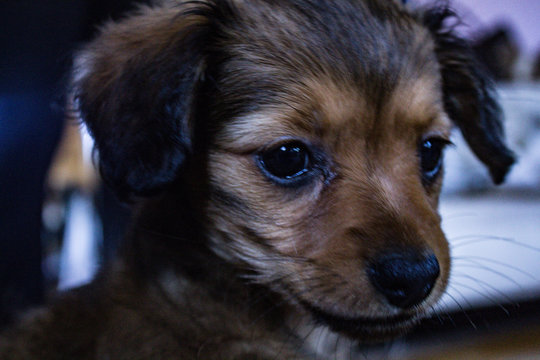 Cute Chiweenie Puppy