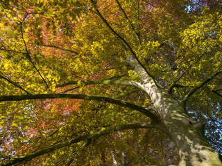 spring vegetation of red beech consisting of different shades of red and green