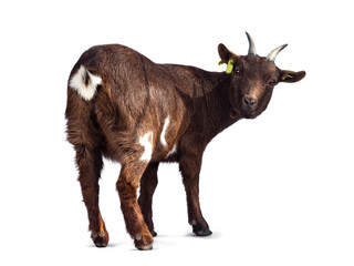 Cute dark brown pygmy goat, standing backwards / side ways. Looking over shoulder straight to...