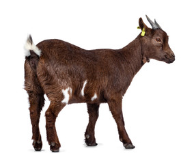 Cute dark brown pygmy goat, standing backwards / side ways. Looking straight ahead turned. Isolated on white background.