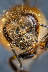 bee (apis mellifera) with pollen on its head