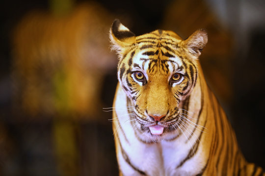 The Indochinese tiger (Panthera tigris corbetti) in circus show. It is listed as Endangered on the IUCN Red List. Tiger looking at camera, selective focus and free space for text. Toned image.