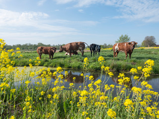yellow spring leaves and cows in green grassy dutch meadow on sunny day in holland near utrecht