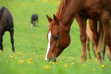 Anweiden. Schönes Pferd grast im Frühling auf der Weide