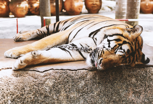 Sleeping Tiger