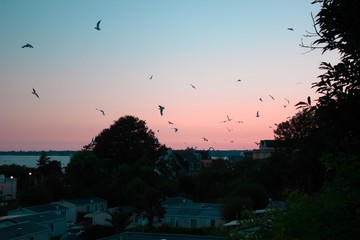 mouettes