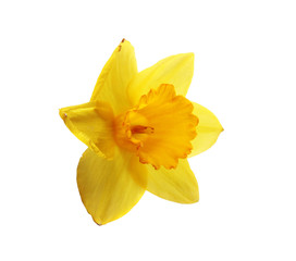 Flower Narcissus macro photo isolated on white background.