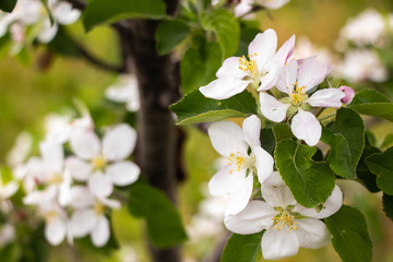 white flowers of apple tree