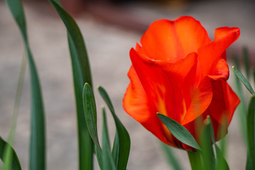 Fototapeta premium red tulip on black background