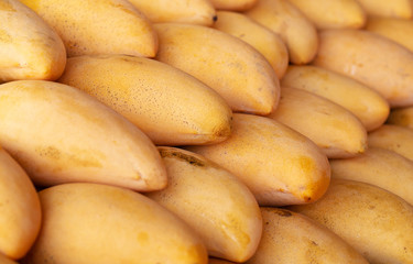 .fresh mango in market with good arrange sort.