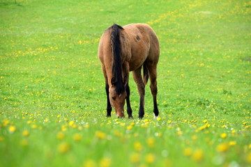 Junges braunes Pferd im Frühling auf der Weide