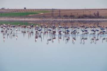 Flamingos