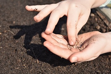 Close-up view of young girl hands with seeds, planting radish seeds in soil outdoor.