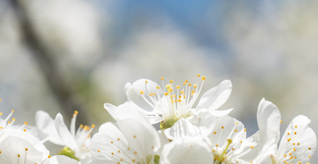 Obraz premium Cherry spring beautiful blossom close up on blue sky background blossom close up
