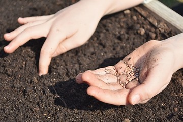 Young girl hands with seeds, planting radish seeds in soil outdoor on sunny day, close up view.