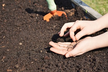 Young girl hands with seeds, planting radish seeds in soil outdoor, gardening concept.