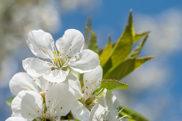 Cherry  spring beautiful blossom close up on blue sky background