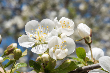 Fototapeta na wymiar Cherry spring beautiful flowers close up 