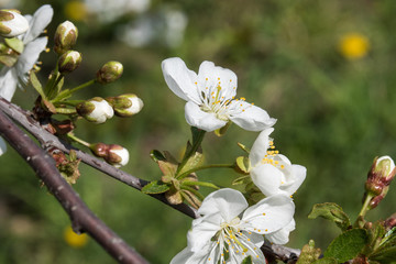 Cherry branch  spring beautiful blossom close up 