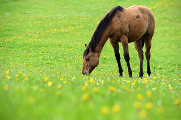Junges Pferd auf der Löwenzahnwiese