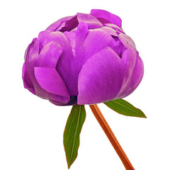flower purple peony isolated on a white  background with clipping path. Close-up. Flower bud on a stem with green leaves.