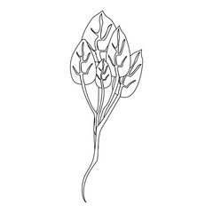 Spinach herbal leaves cartoon in black and white