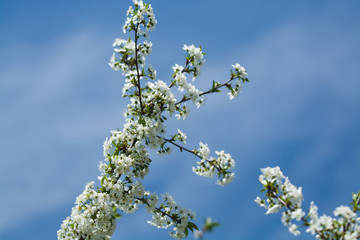 White blossomings on apple-tree branches in sunny and spring day in a garden. Fruit-tree. Small flowers. Background.