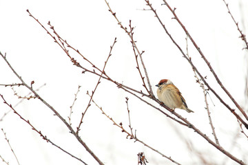 cold sparrow