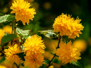 Selective focus on foreground of bright yellow flowers of Japanese kerria or Kerria japonica pleniflora on natural blurred dark green background. Beautiful fluffy yellow blooms on sunny spring day