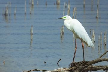 Little egret resting on a tree trunk in Lake Koronia in Greece