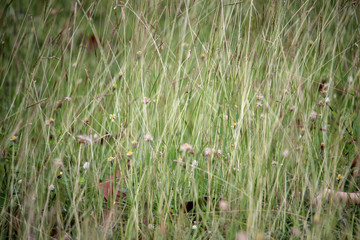 grass in the wind