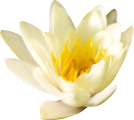 golden water lily on white illustration