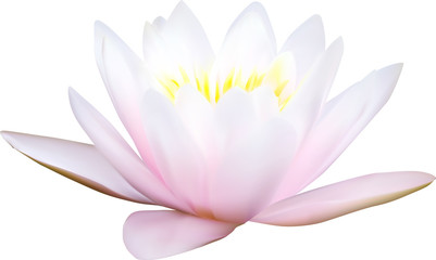 light pink water lily on white illustration